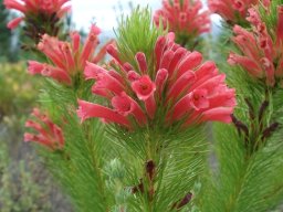 Erica vestita new branching